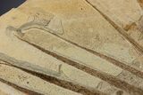 Fossil Palm and Fish Mural - Green River Formation, Wyoming #299796-5